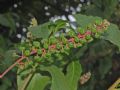 Phytolacca americana